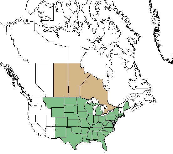 Kje raste ameriški slamnik